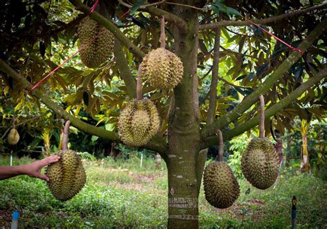 1000+ images about Durian Tree on Pinterest