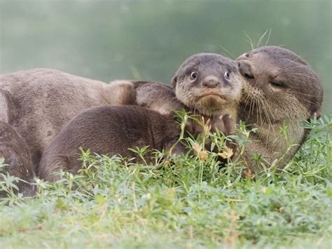 Die lustigsten Fotos: Comedy Wildlife Photography Awards - Finalisten gekürt