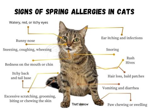 Can cats have seasonal allergies? Yes! Find out the symptoms