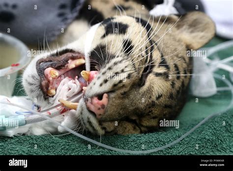 Clouded leopard teeth hi-res stock photography and images - Alamy