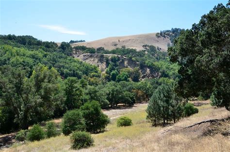 5 SF Bay Area Trails to Hike That Are Painted With Wildflowers