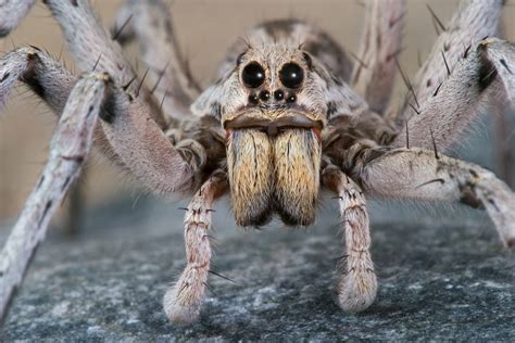 Assustador: maior aranha do mundo é do tamanho de um prato e nem ...