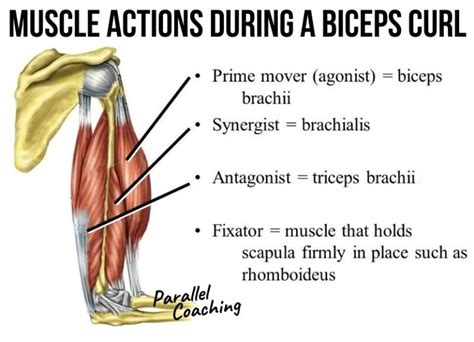 What is the Synergist Muscle in the Lying Hamstring Curl?