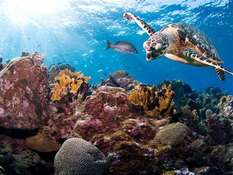 Hawksbill Sea Turtle Habitat - Hawksbill Turtle Facts And Photos / Hawksbill turtle ...