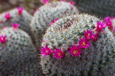 Growing Pink Cacti – Learn About Pink Tinted Cactus Or Bloom Color