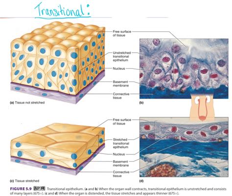 Epithelial Tissue Labeled Diagram