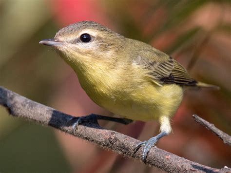 Philadelphia Vireo - eBird