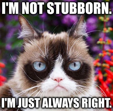 For sure | Funny grumpy cat memes, Grumpy cat humor, Grumpy cat meme