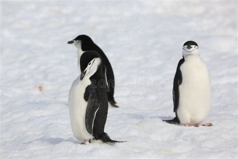 Three Chinstrap Penguins in Antarctica Stock Image - Image of gray, busy: 34963335