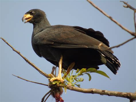 Birds Of Tobago: Common Black Hawk Buteogallus anthracinus Plymouth, Tobago