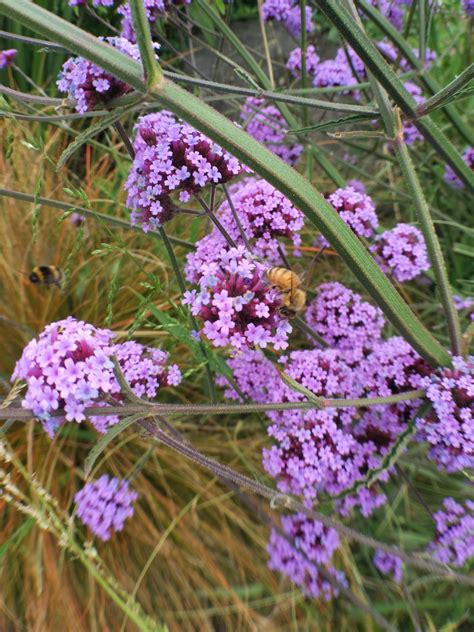 Perennial Flowers Cut Back - 10 Perennials You Should Cut Back Every ...