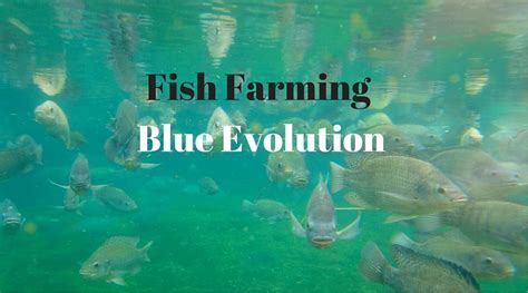 Fish Farming - What’s good about Blue Evolution | WorldWide Aquaculture