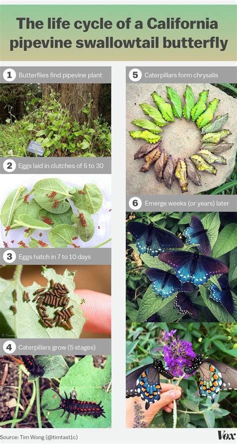 How one man repopulated a rare butterfly species in his backyard ...