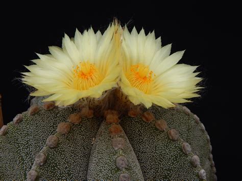 Astrophytum ornatum x myriostigma | Astrophytum ornatum, Bloom, Flowers