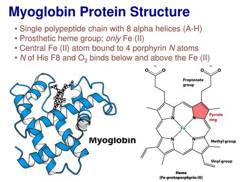 [DIAGRAM] Structure Of Myoglobin Diagram - MYDIAGRAM.ONLINE