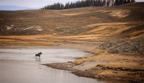 Hayden Valley Wildife Watching - Yellowstone Guidlines