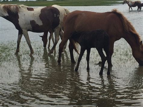 Chincoteague Island Adventures - All You Need to Know BEFORE You Go (2024)