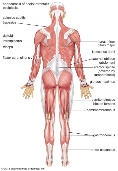 human muscular system: posterior view | Human muscular system, Muscle ...