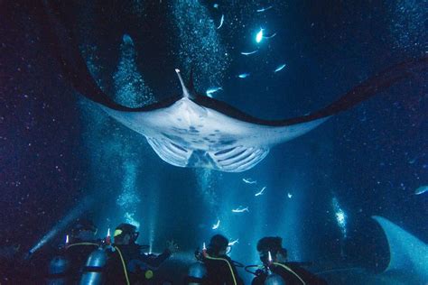 6 U.S. Scuba Diving Sites Worth Planning a Trip Around | Channel ...