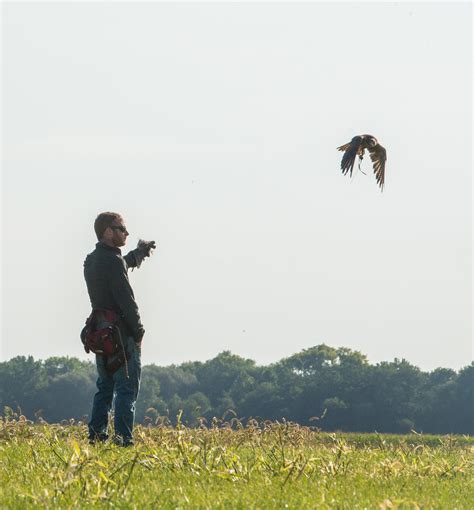 Falconry Excursions