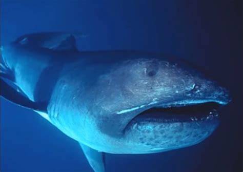 12 Elusive Megamouth Shark Facts - Fact Animal