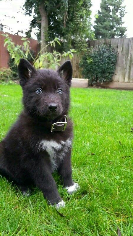 Black Wolf Dog Hybrid Puppies