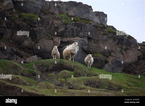 Schaf / Sheep / Ovis Stock Photo - Alamy