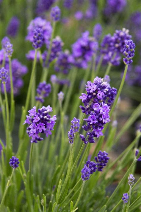 Thumbelina Leigh English Lavender, Monrovia Plant