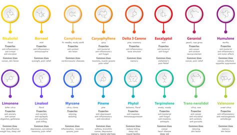 Terpenes: A Simple But Actionable 2023 Guide | Terpenes Explained%