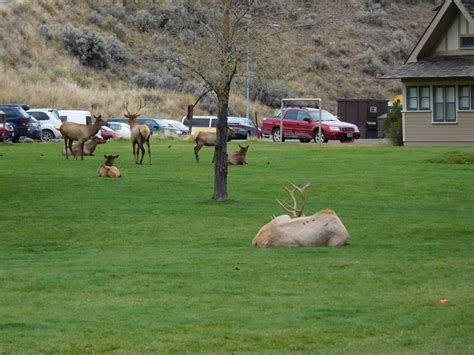 Yellowstone Wildlife – Joe's Blog