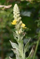 Aaron's Rod (Great Mullein) : Verbascum thapsus - buy online from Wild ...