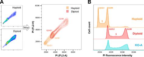 Haploid and diploid HAP1 cells can be distinguished based on PI stain... | Download Scientific ...