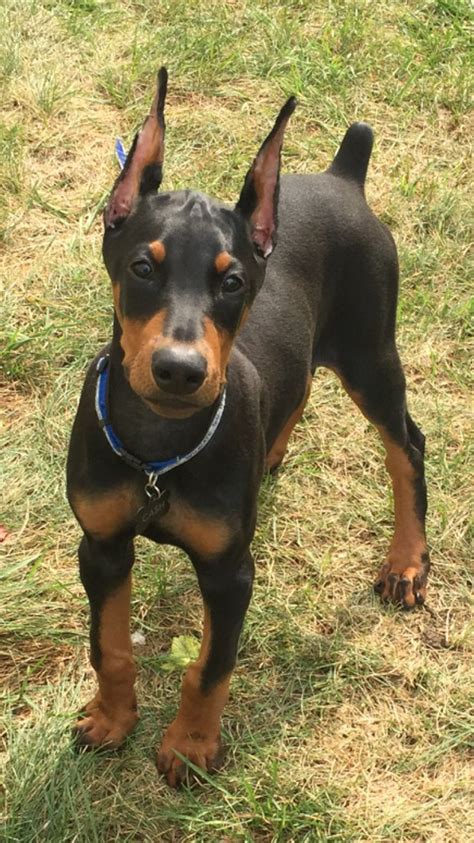 Doberman Pinscher Puppies For Sale | Manila, NCR #298281