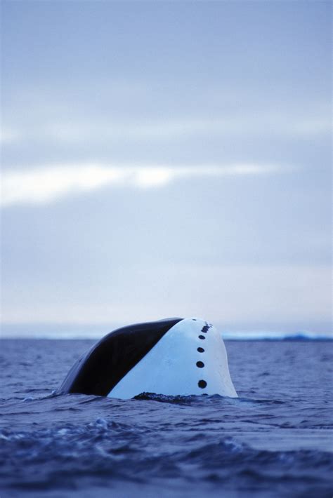 Bowhead Whale (Balaena mysticetus) | WWF-Canada