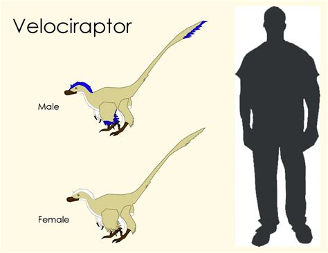 Velociraptor size comparison by Dennis Taylor - Issuu