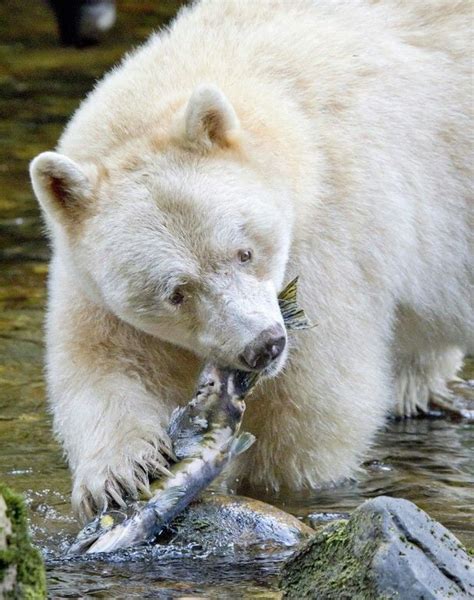 This albino grizzly bear looks kinda like a polar bear - 9GAG
