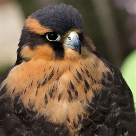 Aplomado Falcon - Facts, Diet, Habitat & Pictures on Animalia.bio