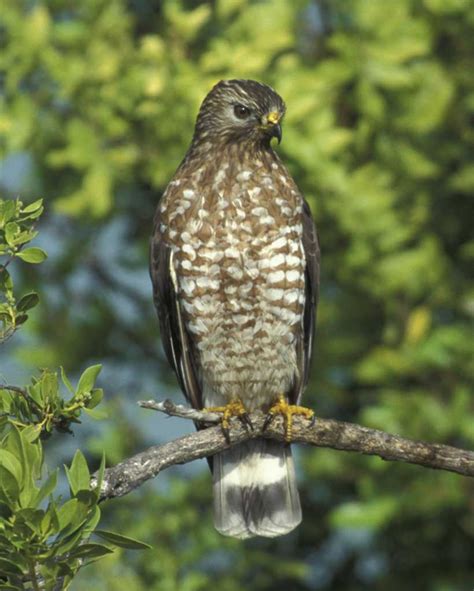 Broad-winged Hawk | Audubon Field Guide