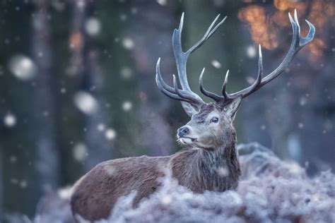 Winter Wildlife Wallpapers - Top Free Winter Wildlife Backgrounds ...