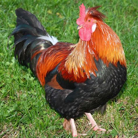 Top 13 best and most productive egg laying chicken breeds
