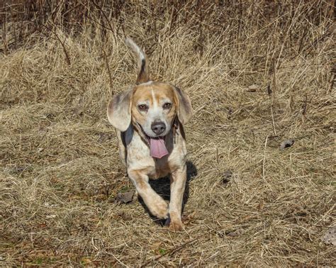 Rabbits & Beagles—An Old Hunt Made New - NSSF Let's Go Hunting