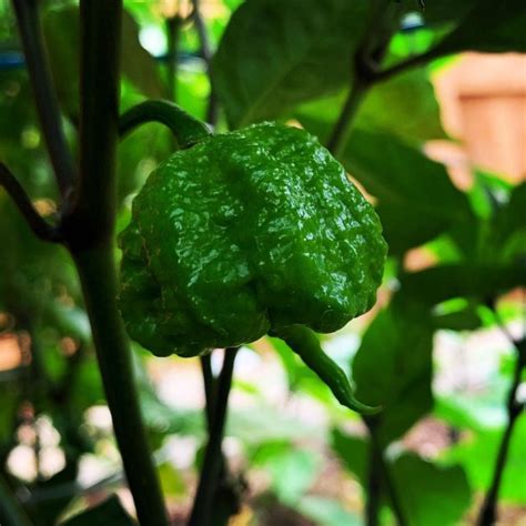 Buy Carolina Reaper Seeds Online in India - Mountain Top Seed Bank