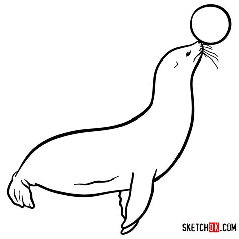 How to draw a Fur seal | Sea Animals - SketchOk - step-by-step drawing tutorials