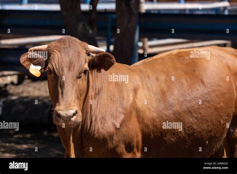 Image of a cow in a feedlot or feed yard Stock Photo - Alamy