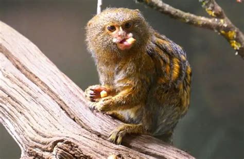 Marmoset - Description, Habitat, Image, Diet, and Interesting Facts