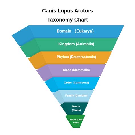 Arctic Wolf Animal Taxonomy Chart | EdrawMax Template