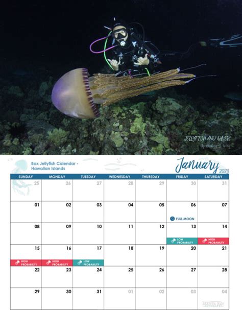 Hawaii Box Jellyfish Calendar 2024 - Debra Eugenie