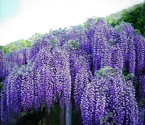 Blue Moon Wisteria For Sale | The Tree Center