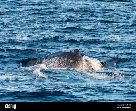 Blue whale, Balaenoptera musculus, lunge feeding in the Pacific Ocean off the west coast of Baja ...