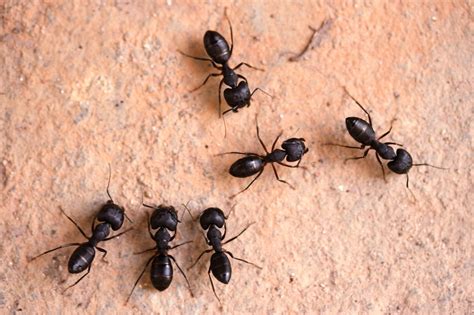 How to Get Rid of Black Ants in Kitchen, Naturally and Best ways - American Celiac